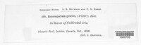 Cladosporium iridis image